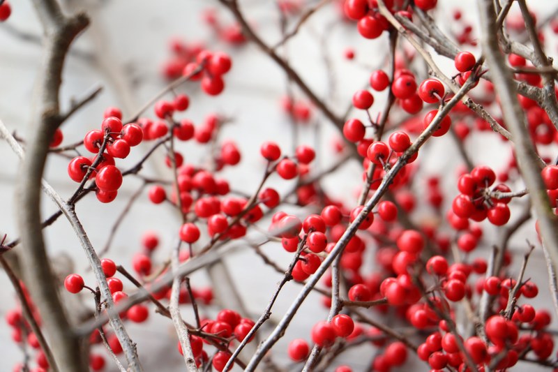 berry branch red and twig 4k