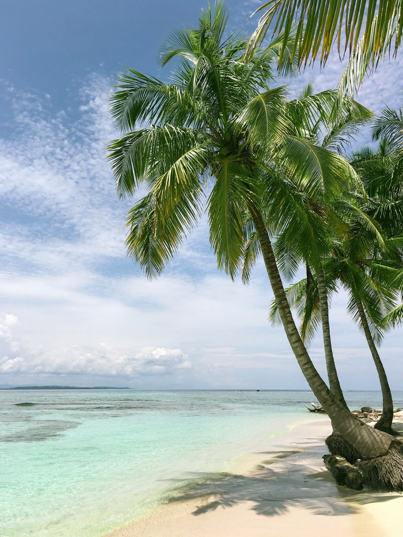 tree palm tree beach and sand hd, 4k