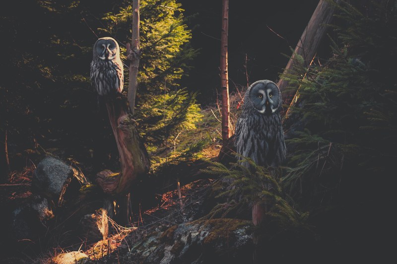 two owl perched on gnarly tree trunks in a forest, two owls in the woods 4k