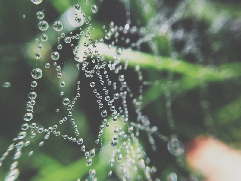 a macro shot of perfectly round droplets of water on a cobweb, round droplets on a cobweb in macro 4k