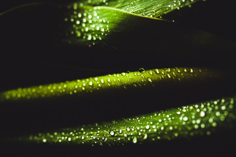 dew droplet dewdrop and drop 4k