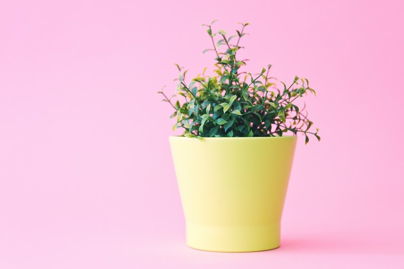 a pot of pink flowers with a pink background, _pink flowers inside yellow pot 4k