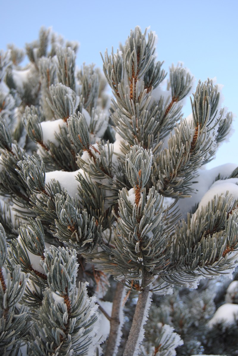 frosted winter pine 4k