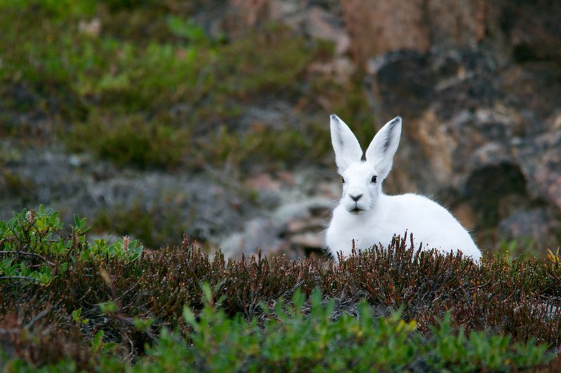 a white rabbit sitting on thick grass in a rocky environment, white rabbit on grass 4k