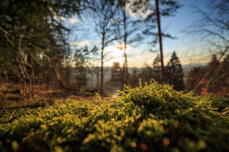 close up of a clump of moss near a forest, green moss clump 4k