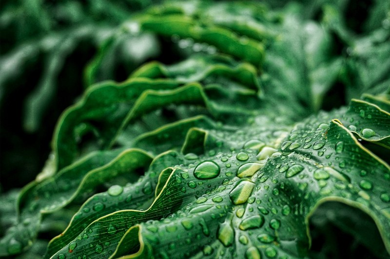 dewy leaves 4k