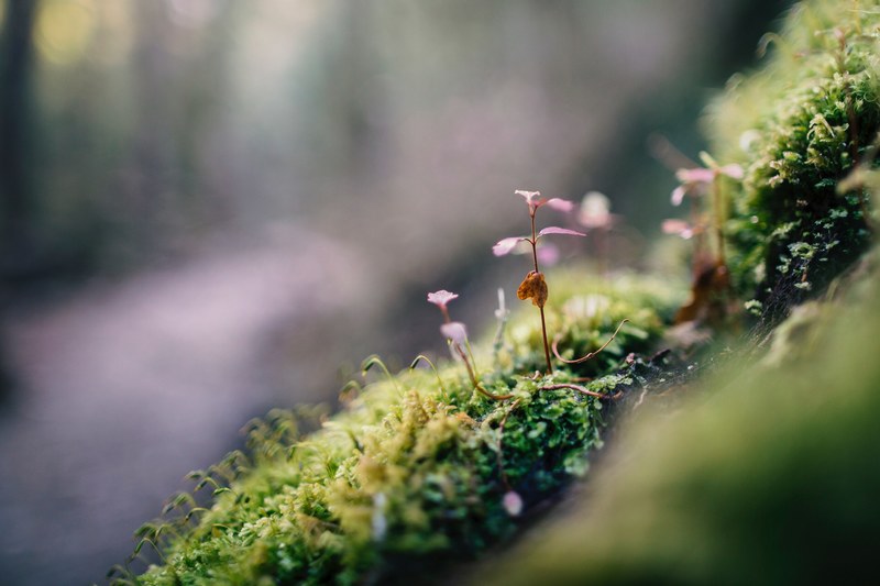 macro adventures 4k