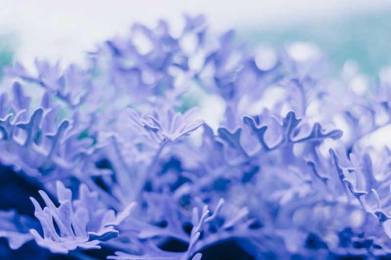 a macro shot of long serrated blue leaves, blue leaves in macro 4k