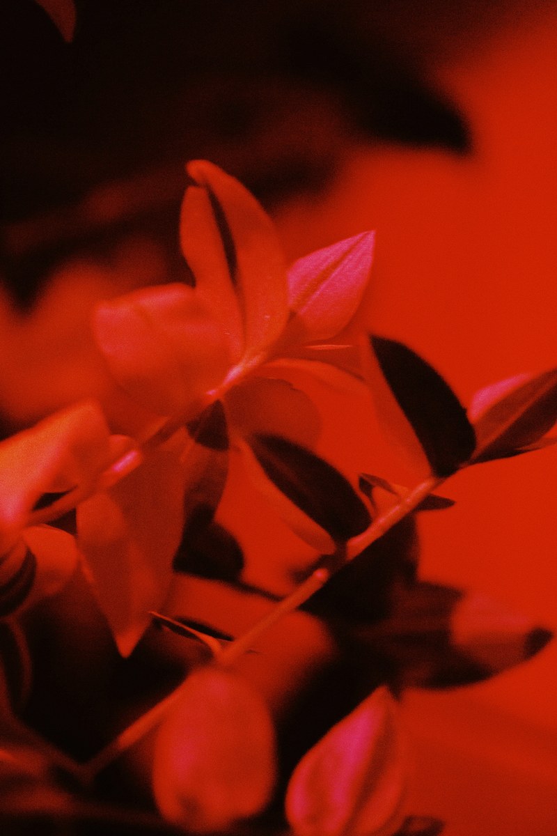 red branches 4k