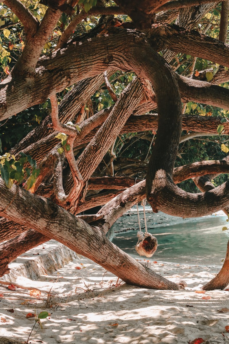 swing beach tree and branches hd, 4k