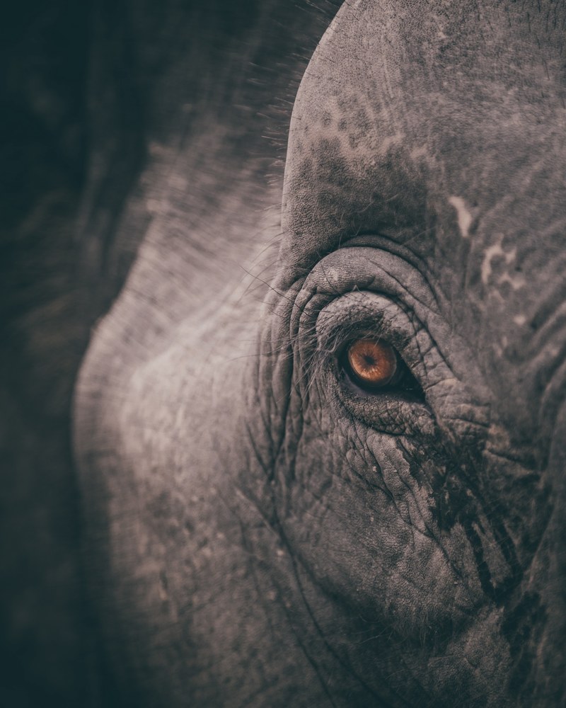elephant eye old and animal hd, 4k
