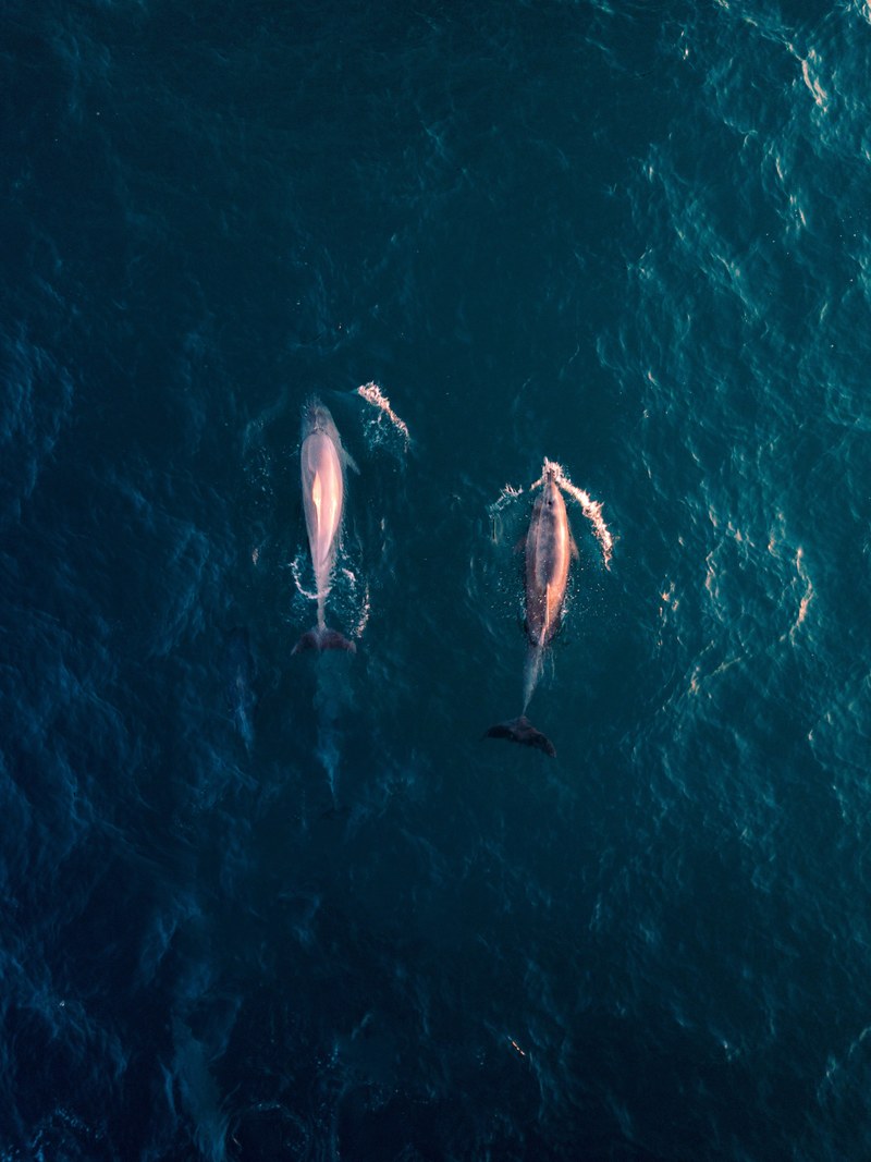 two dolphins swim through blue ocean waters, headed north 4k