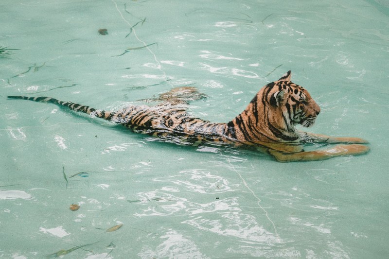 a tiger lying in water, _tiger chilling 4k