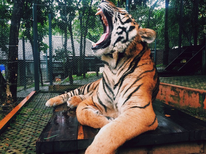 a tiger lying on a wooden platform in a cage and roaring, tiger held in captivity 4k