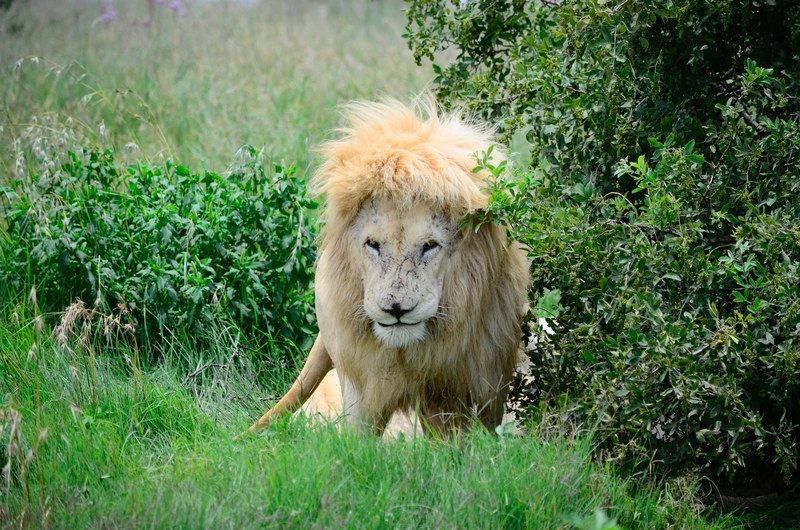 lion mane big cat and tree 4k