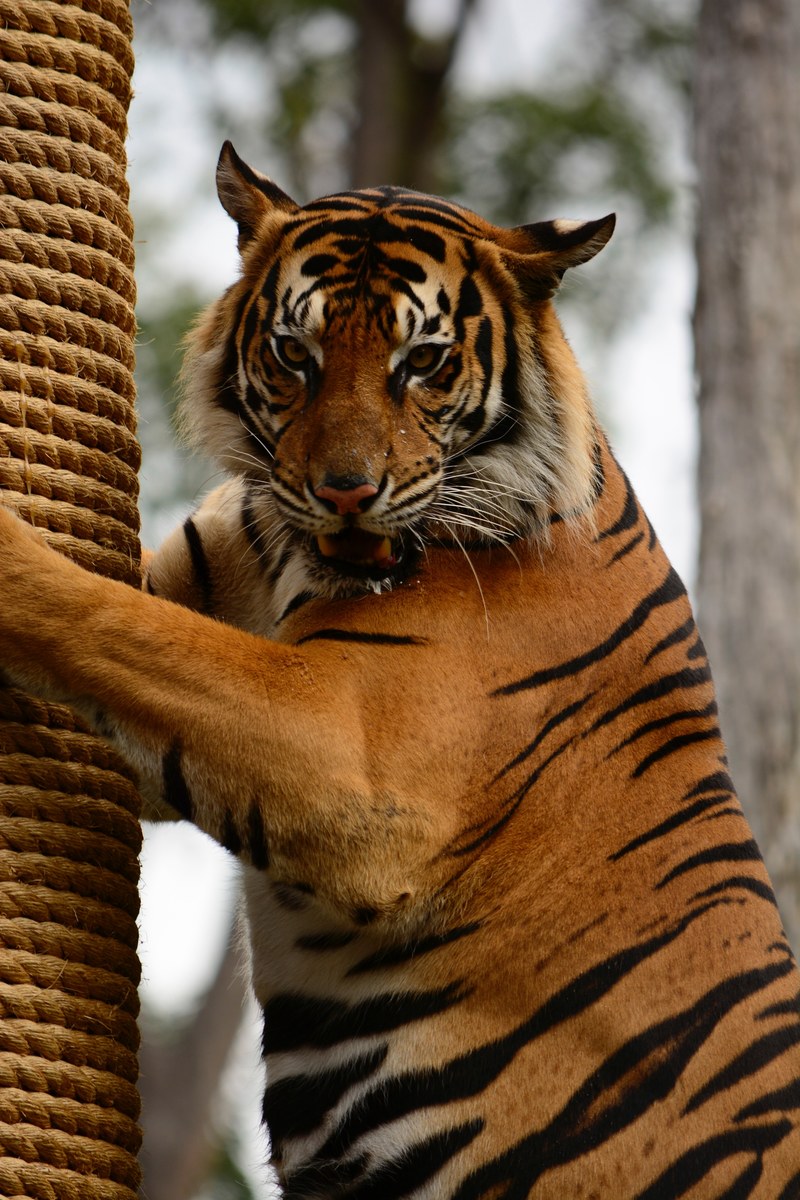 tiger tiger portrait tiger face and stripes hd, 4k