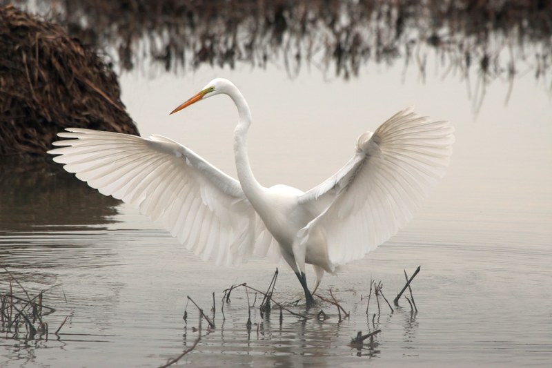 egret during a flap 4k