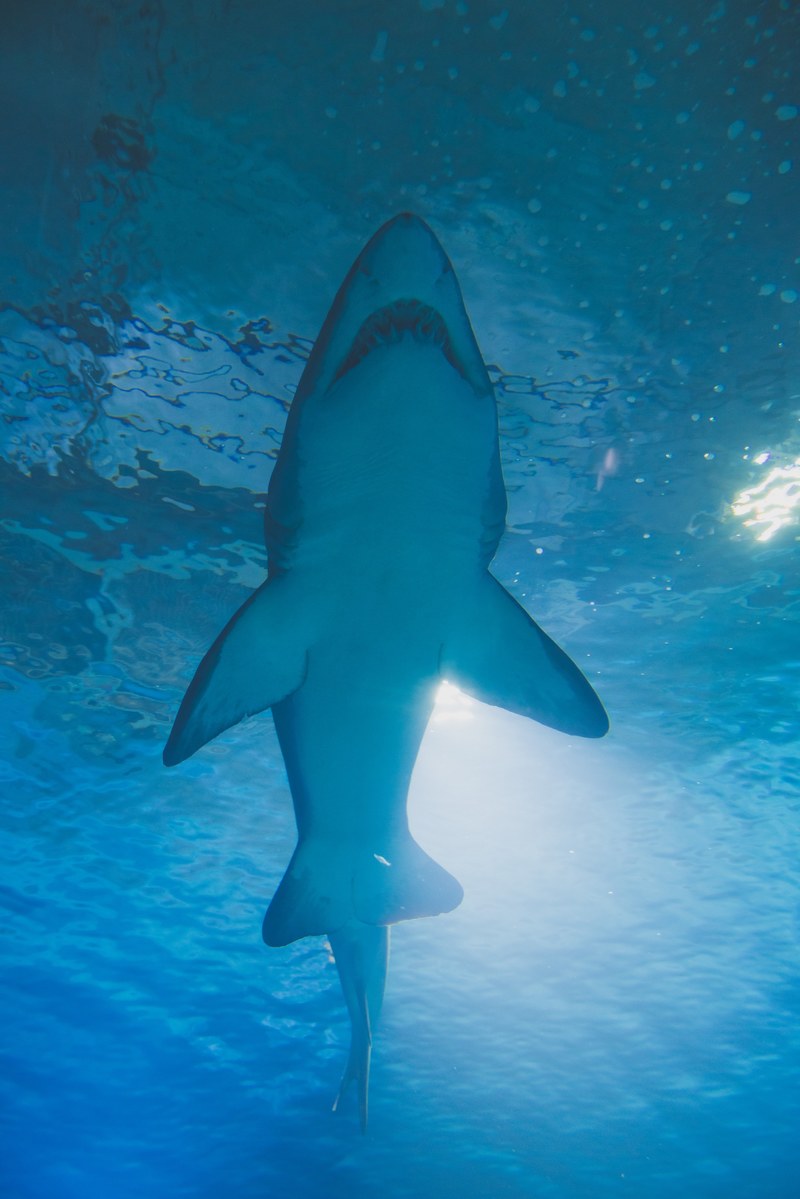 shark 4k