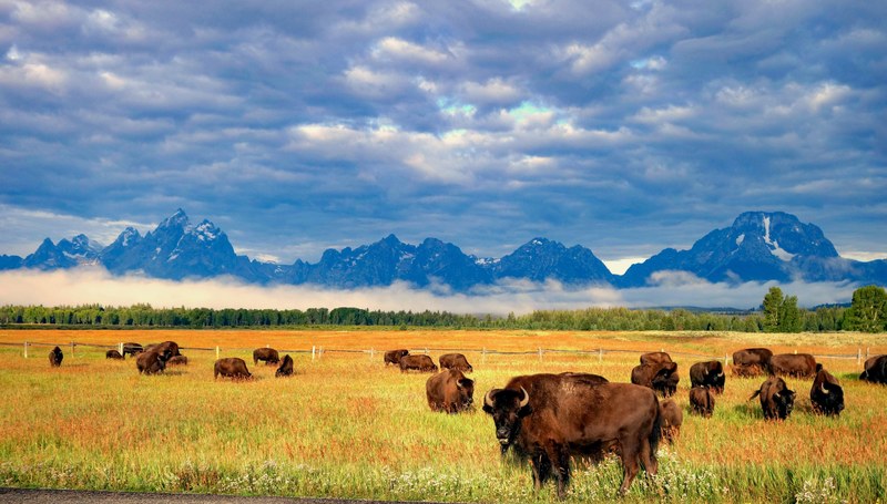 where the buffalo roam 4k