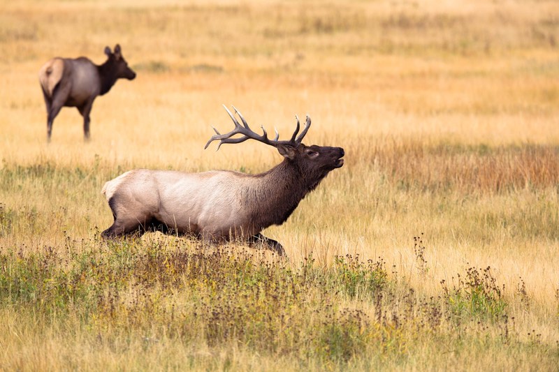 wildlife animal antler and deer 4k