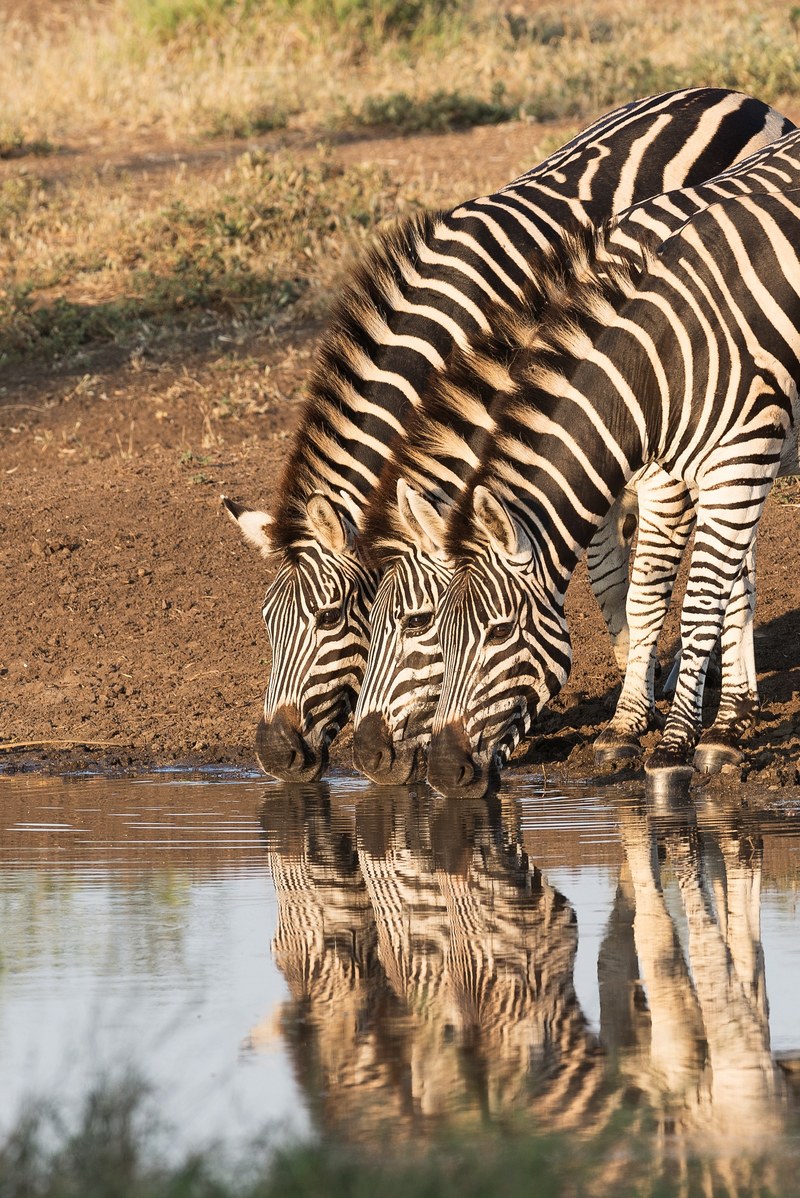 zebra water hole water and drink hd, 4k