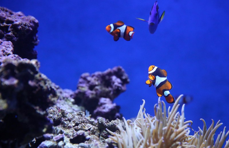 finding nemo 4k