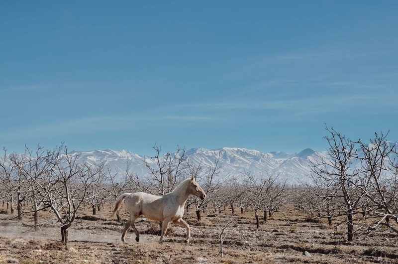 a horse running in an empty park area, _horse running 4k