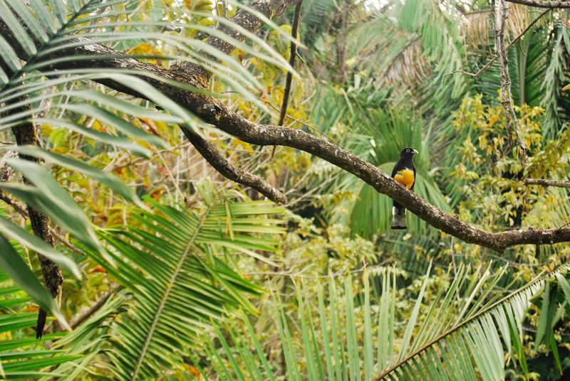 a yellow and black bird perched on a branch in a tropical forest, tropical bird on a branch 4k