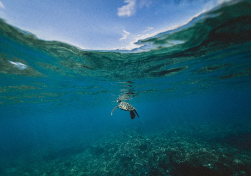 the view of a sea turtle poking its head above the ocean from underwater, turtle for air 4k