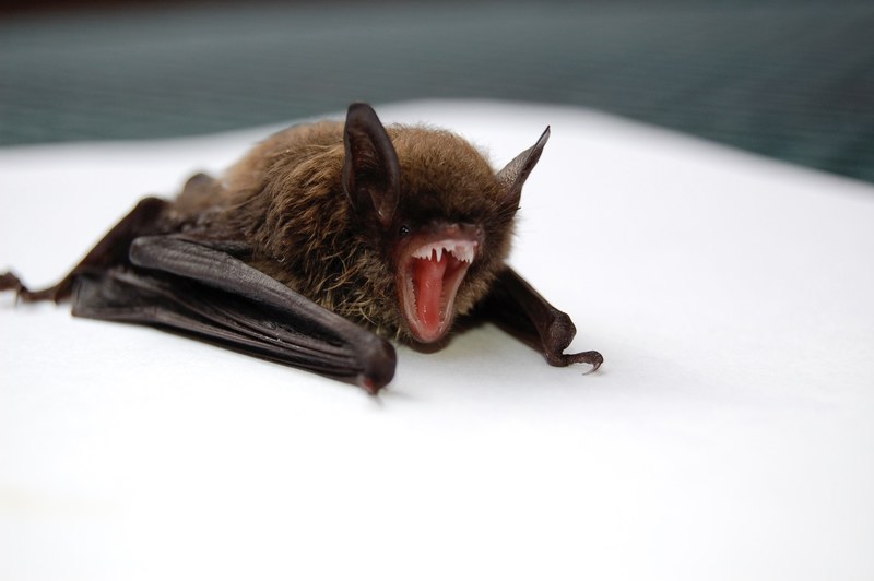 bat scream tooth and nocturnal 4k