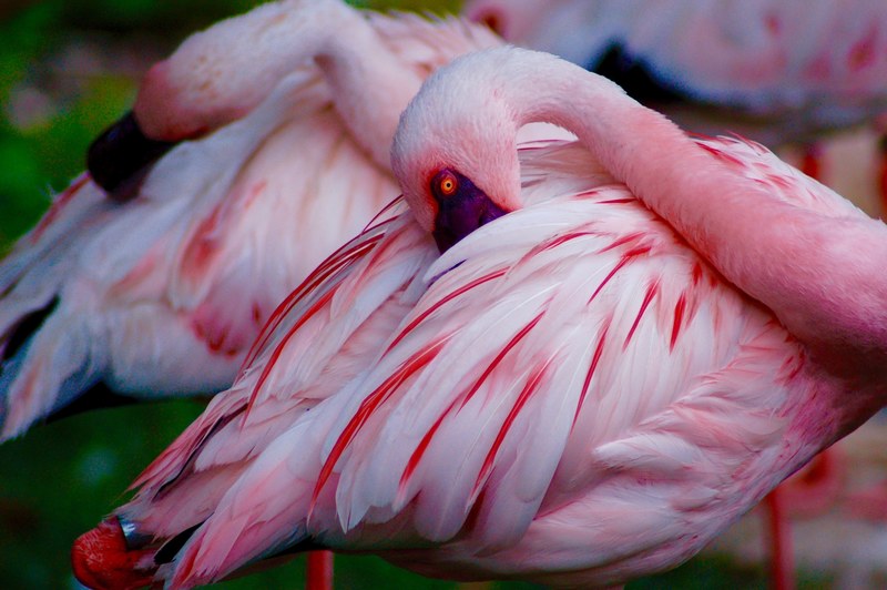 flamingo pink bird and feathers 4k