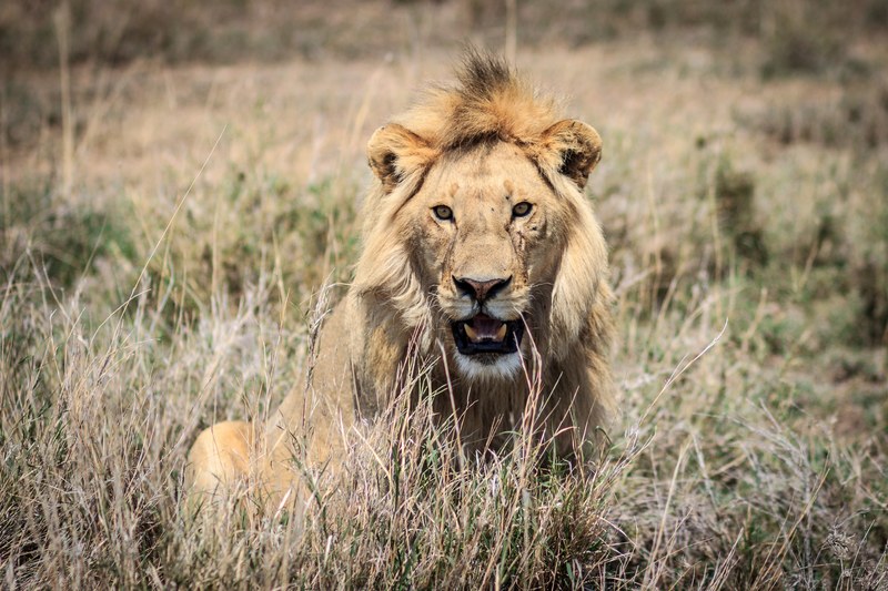 lion tanzania 4k