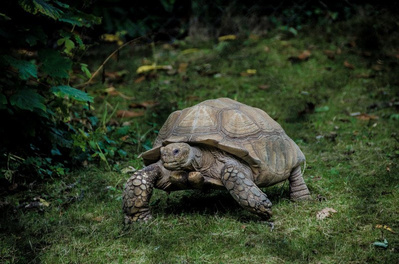 slow turtle in the nature 4k