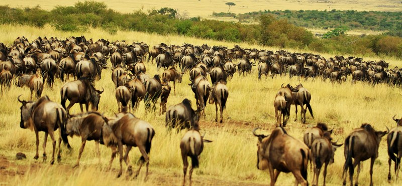 herd wildebeest wildebeest herd and animal 4k