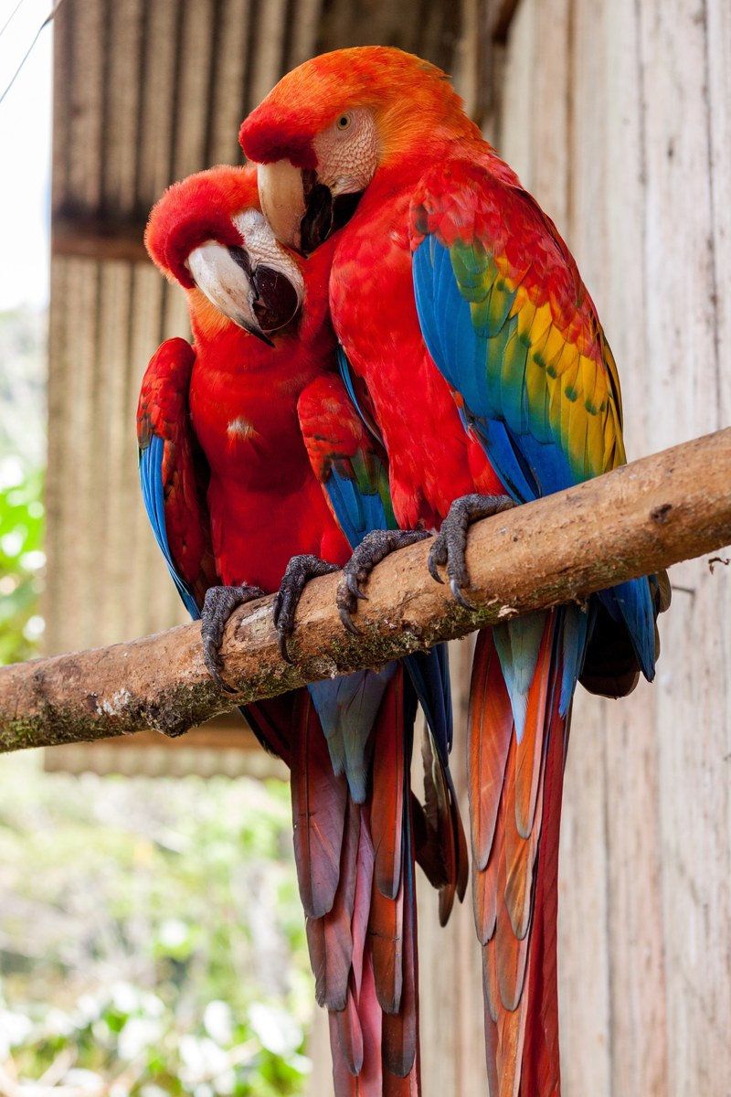 pair of colorful macaws on a perch in the zoo, love for life 4k
