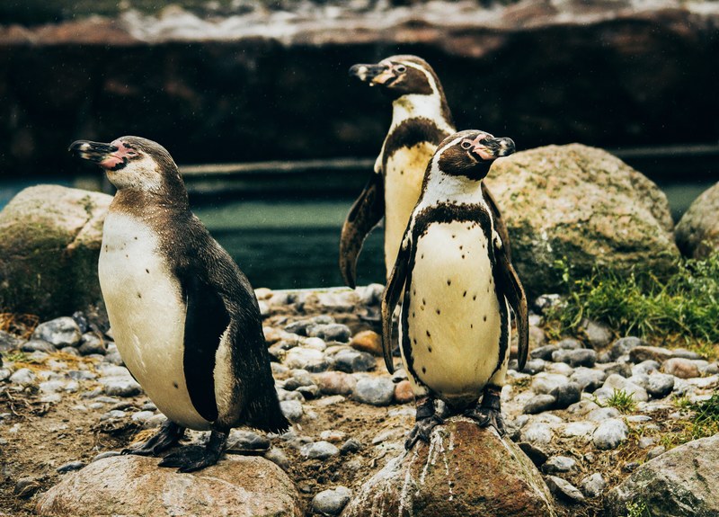 three penguins balancing on rocks and pebbles by water, humboldt penguins at guldborgsund zoo denmark 4k