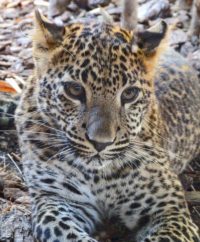 cat leopard wildlife and animal hd, 4k