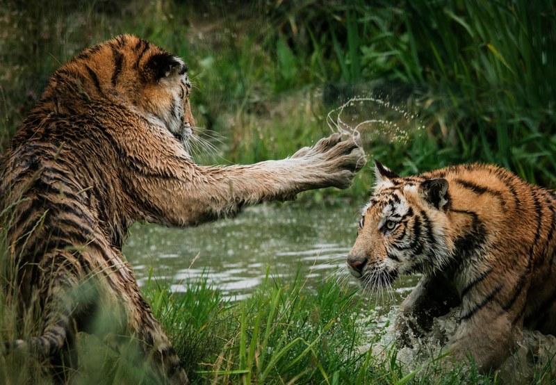 tiger cubs playing in the water 4k