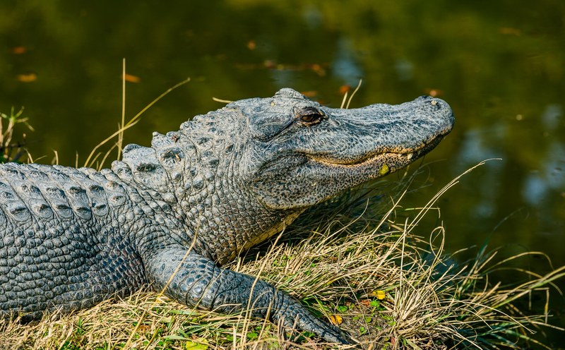 alligator on the grass by the water at alligator adventure, wild alligator 4k