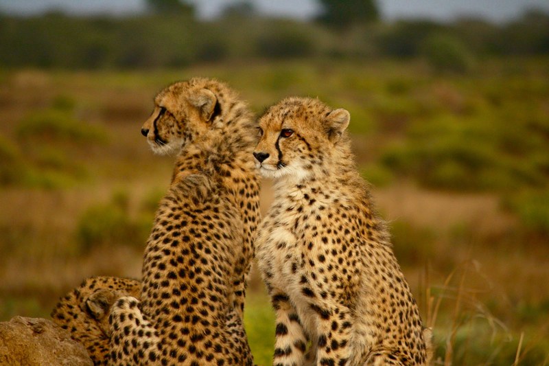 two cheetahs sit proudly looking out chests puffed, the hunt 4k