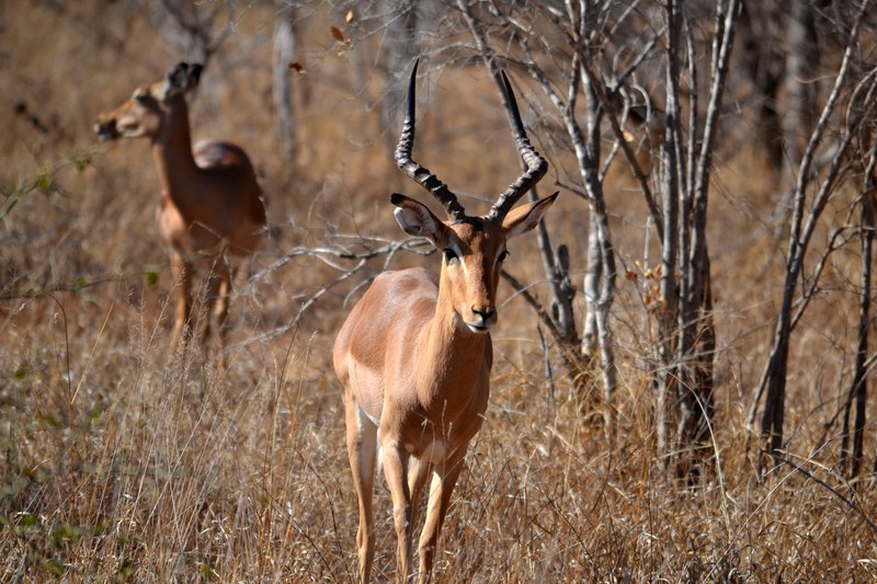 impala ram bearing impressive horns 4k
