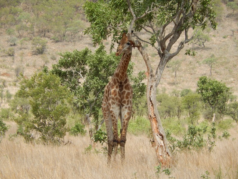 tree giraffe africa and wild 4k