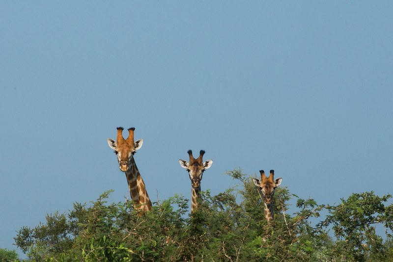 giraffe wildlife wild and nature 4k