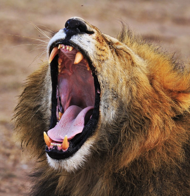 lion teeth roar and africa hd, 4k
