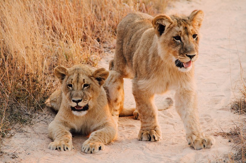 two lion cubs on a sandy path through the savannah, brother and sister 4k