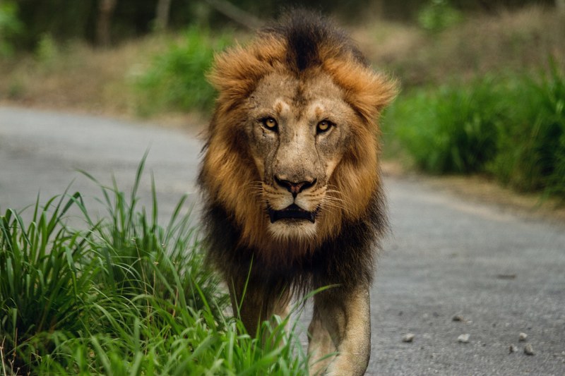 a male lion walking on a road through bannerghatta biological park, lion on a road 4k