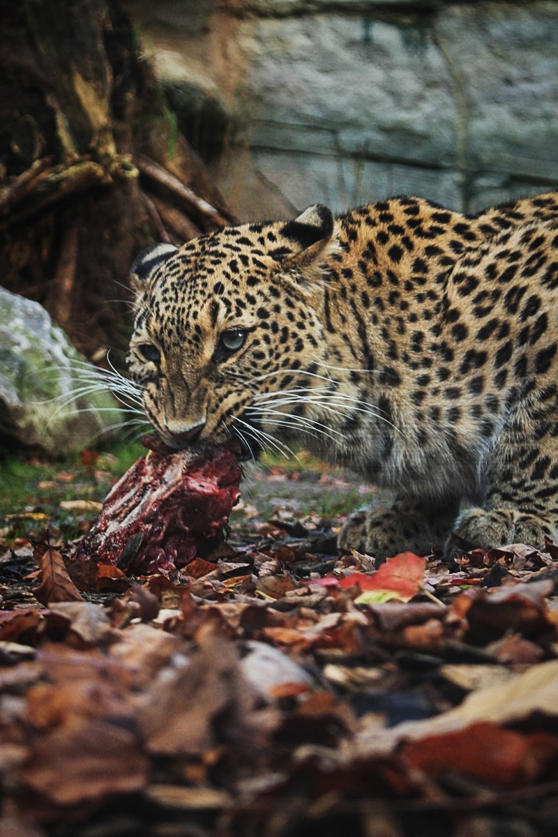 cheetah leopard food and meat hd, 4k