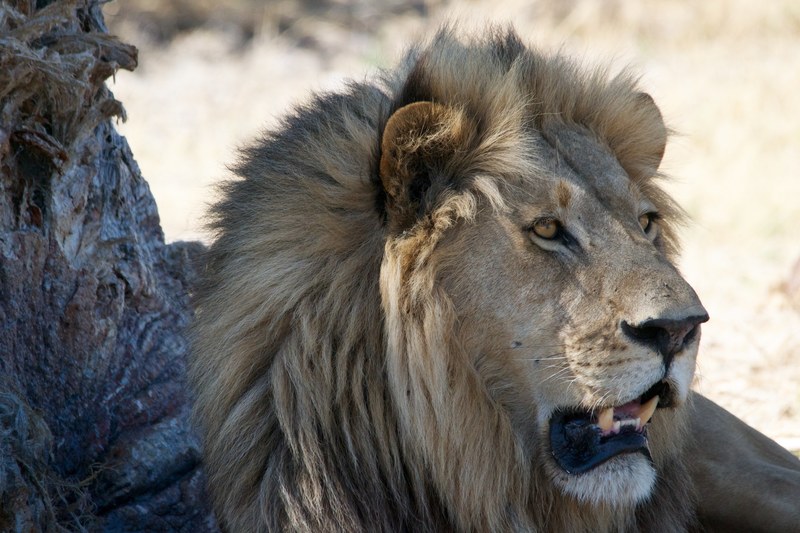 lion animal safari and africa 4k