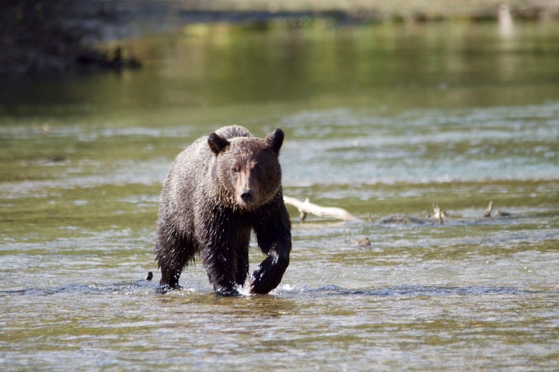 grizzly 4k