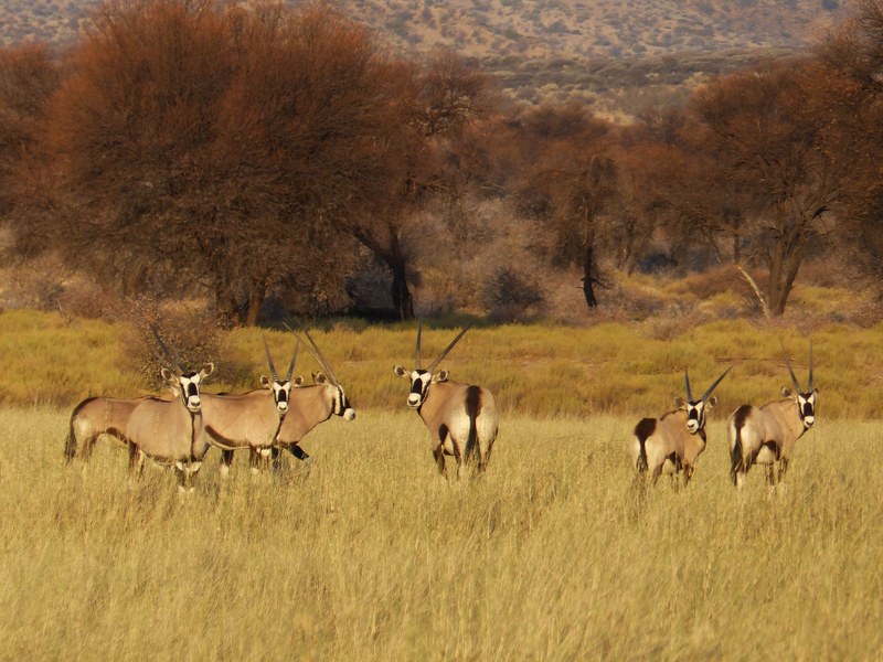 africa safari namibium and animal herd 4k